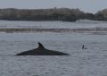 Minke Whale